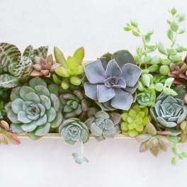 Rectangular succulent arrangement with rosette plants in a shallow planter