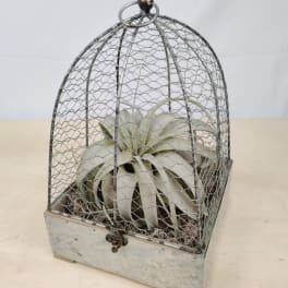 Potted air plant inside a wire cloche on a metal base