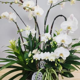 White orchid arrangement in a low white container with broad green leaves