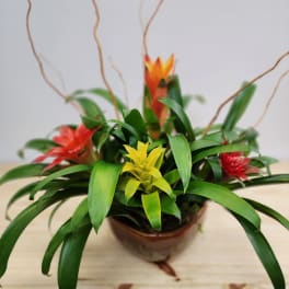 Tropical plant arrangement with red and yellow blooms in a brown pot