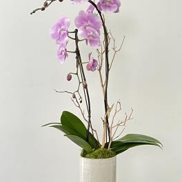 Pink orchid arrangement in a white ceramic pot