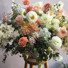 The Dahlias are in Session Arrangement.