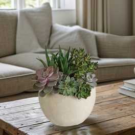 Desert Beauty Succulent Garden
