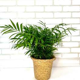 Potted palm plant in a woven basket planter