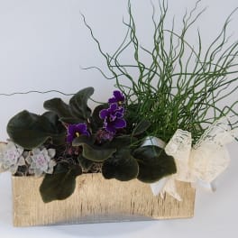 Potted arrangement with purple violets, succulents, and curly grass in a gold container
