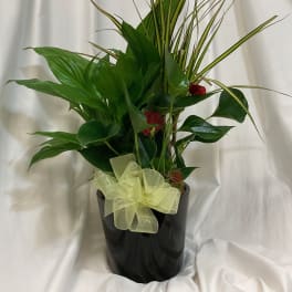 Potted tropical plant arrangement with a black pot and pale ribbon bow