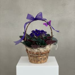 Sweet African Violet