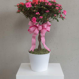 Braided Azalea Tree
