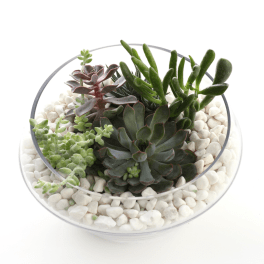 Glass bowl planter with assorted succulents nestled in white pebbles