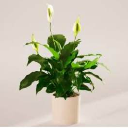 Potted peace lily with white blooms in a white container
