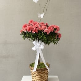 Braided Azalea Tree in Basket