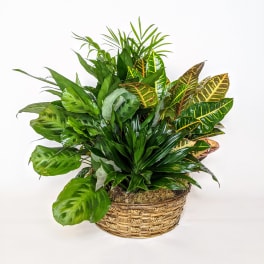 Mixed green houseplants arranged in a woven basket
