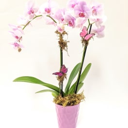 Pink orchid plant in a pink pot with butterfly decorations