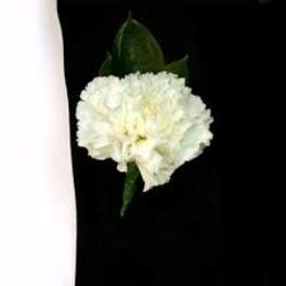 White carnation boutonniere with green leaves on a black background