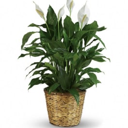White peace lilies in a woven basket planter