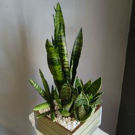 #PL16 Snake Plant Mix