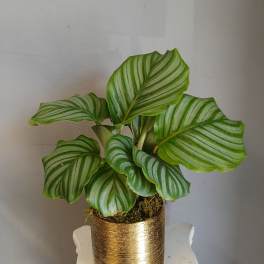 #PL21 Calathea Orbifolia
