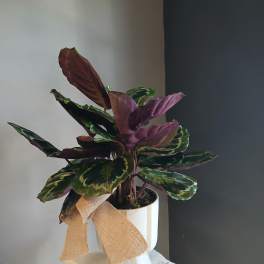 Potted calathea plant with patterned green and purple leaves in a white pot