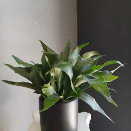 Potted green fern-like plant in a black cylindrical pot