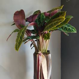 Potted calathea plant with large striped leaves in a tall wrapped container
