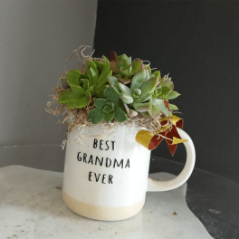 Best Grandma Ever Succulent