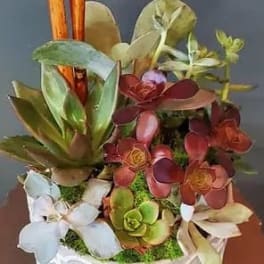 Assorted green and burgundy succulents in a white patterned ceramic pot with vertical wooden sticks.