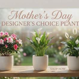 Mother's Bloomer