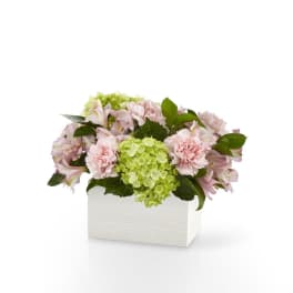 Low arrangement of pink carnations and alstroemeria with green hydrangea in a white rectangular box