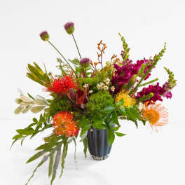 Protea Pop