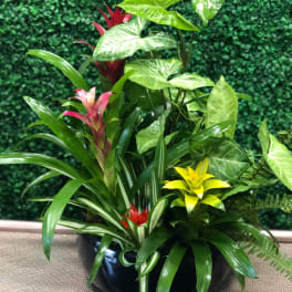 Tropical potted plant arrangement with colorful bromeliads in a black bowl