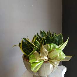 Potted snake plants in a metallic container with a green ribbon bow