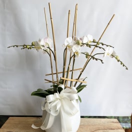 White orchid arrangement in a white vase with a ribbon bow