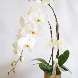 White orchid plant in a gold pot with a sheer ribbon bow