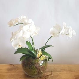 White orchid plant in a glass bowl with a butterfly decoration