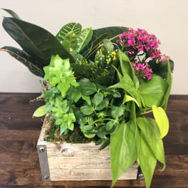 Mixed green plant arrangement with pink flowers in a wooden box