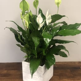 Wishing you Peace-Potted Peace Lily plant