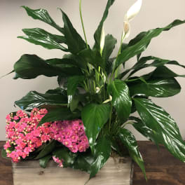 Pink kalanchoe and white peace lilies in a wooden planter