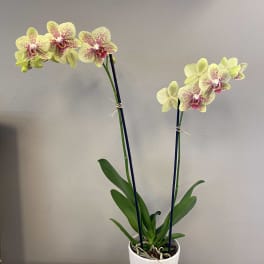 Orchid Green/Yellow-2 spikes