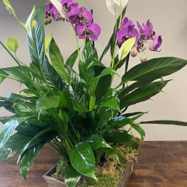 Orchid Peace Lily Basket