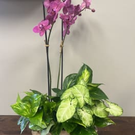 Pink orchids in a wooden planter with green foliage