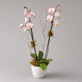 Potted orchid arrangement with pink-and-white blooms in a white planter