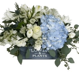 Blue hydrangeas and white flowers in a dark wooden box
