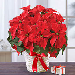 Red poinsettia plant in a woven basket with a ribbon and gift box