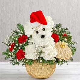 White floral teddy bear arrangement with red accents and a Santa hat in a gold pot