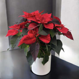 Red poinsettia plant in a white pot