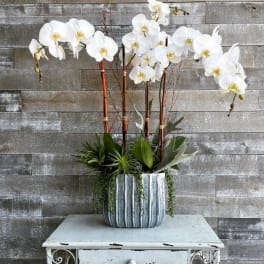 White orchid arrangement in a striped ceramic pot