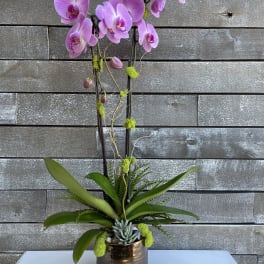 Pink orchid arrangement in a metallic pot with succulents