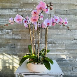 Pink orchid arrangement in a white bowl planter