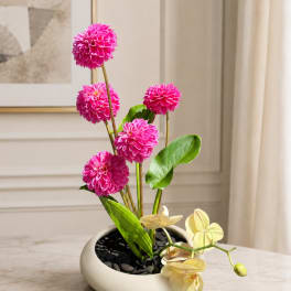 Dahlia Dreams