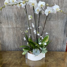 White orchid arrangement in a white container with succulents